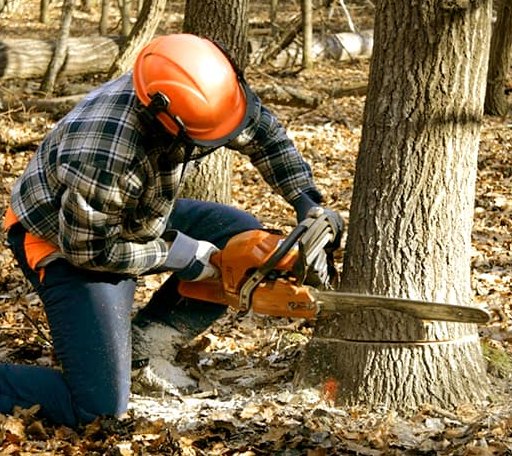 Tree Removal in Ridgeway, NC